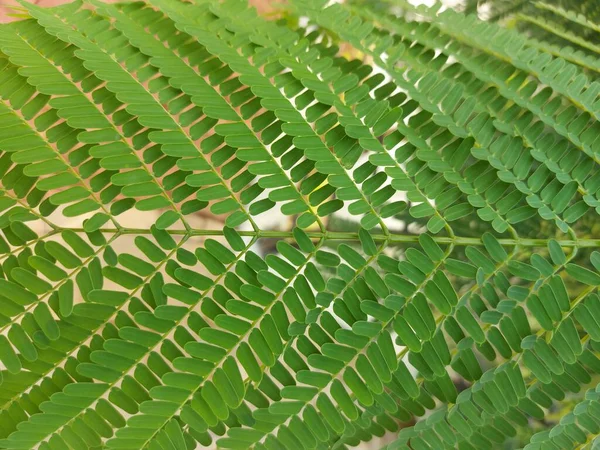 Leaf Schizolobium Parahyba Thebrazilian Firetree Orbrazilian Fern Tree Tree Species — Stock Photo, Image