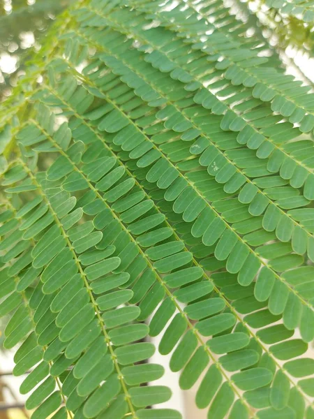 Şizolobiyum parahyba ya da Brezilya alevli merdiveni veya Brezilya eğreltiotu ağacı. Tropikal Amerika 'dan gelen bir ağaç türü.