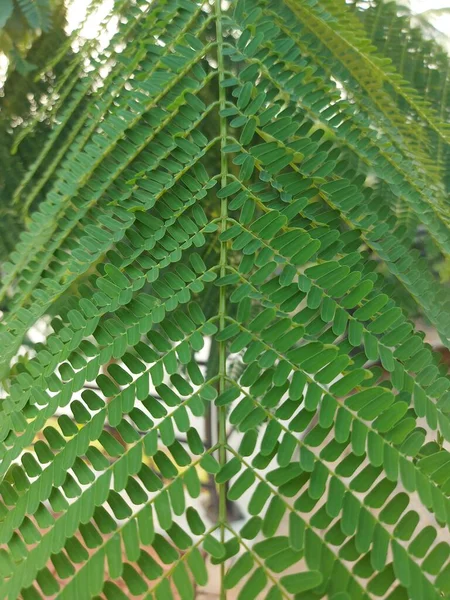 Foglia Schizolobium Parahyba Thebrazilian Firetree Brazilian Fern Tree Una Specie — Foto Stock