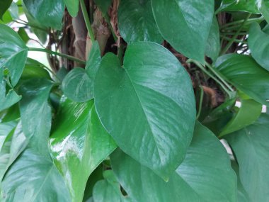 Sirih gübresi, Şeytan sarmaşığı ya da Epipremnum aureum bitkisi. Araceae familyasından, Fransız Polinezyası 'nın Toplum Adaları' ndaki Mo 'orea' ya özgü bir tür..