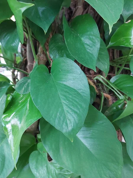 Plant of sirih gading or Devil\'s ivy or Epipremnum aureum. It is a species in the arum family Araceae, native to Mo\'orea in the Society Islands of French Polynesia.