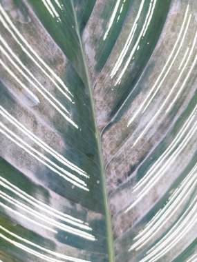 Goeppertia louisaeor Calathea louisae bitkisi. Goeppertia cinsine ait bir bitki türüdür. Güneydoğu Brezilya 'nın Rio de Janeiro eyaletinin yerlisi. Süs olarak yetiştirilmiş.