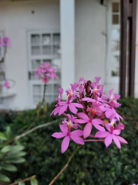 Květina Epidendrum Secundum Nebo Komplex Epidendrum Secundum Jedna Krucifixových Orchidejí — Stock fotografie