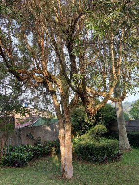 Okaliptüs cam kırıkları ya da Tingiringi sakızı ya da Tingaringy sakızı. Myrtaceeeeeeeavegüneydoğu Avustralya 'da bulunan Myrtlefamilyasından bir bitki türü. Yumuşak kabuklu bir ağaçtır.