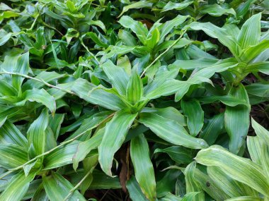 Callisia parfümleri ya da sepet bitkisi. Callisia familyasından, Commelinaceae familyasından bir kuş türü..