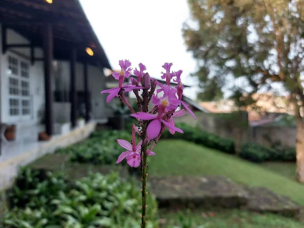 Epidendrum Secundum Virága Vagy Epidendrum Secundum Komplexum Egyik Kereszt Orchidea — Stock Fotó