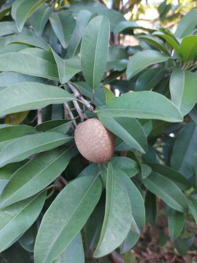 Sapodilla veya mamey sapote veya chiku bitki veya sapota chikoo meyve bitkisi veya manilkara zapota veya genç areca nut veya sapodilla veya acrrra zapota.L veya sapodilla manilla veya sawo dalları üzerinde sawo seçici odak noktası.