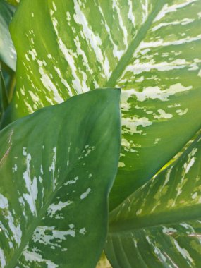 Bir yaprak Dieffenbachia seguine veya dumbcane veya tuftroot. Dieffenbachia 'nın bir türüdür.. 