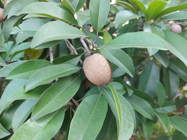 Foco Seletivo Sapodilla Mamey Sapota Chiku Planta Sapota Chikoo Fruta — Fotografia de Stock