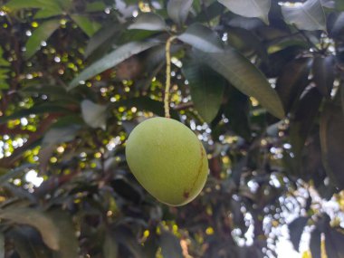 Olgunlaşmamış mango meyvesi ya da Mangifera indica. Dala asılıydı. Bu, Anacardiaceae familyasının bitkilerini azaltma özelliğidir. Yeşil ve taze meyve..