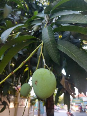 Olgunlaşmamış mango meyvesi ya da Mangifera indica. Dala asılıydı. Bu, Anacardiaceae familyasının bitkilerini azaltma özelliğidir. Yeşil ve taze meyve..