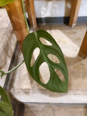 Bir parça Monstera Adansonii ya da Adanson 's Monstera ya da İsviçre peyniri ya da beş delikli bitki. Araceae ailesinden filizlenen bir bitki türü.