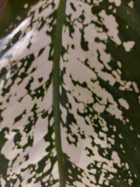 Bir yaprak Dieffenbachia seguine veya dumbcane veya tuftroot. Dieffenbachia 'nın bir türüdür.. 