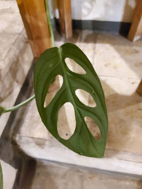 Bir parça Monstera Adansonii ya da Adanson 's Monstera ya da İsviçre peyniri ya da beş delikli bitki. Araceae ailesinden filizlenen bir bitki türü.