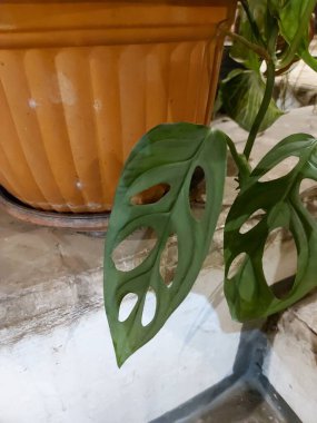 Bir parça Monstera Adansonii ya da Adanson 's Monstera ya da İsviçre peyniri ya da beş delikli bitki. Araceae ailesinden filizlenen bir bitki türü.