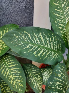 Bir yaprak Dieffenbachia seguine veya dumbcane veya tuftroot. Dieffenbachia 'nın bir türüdür..