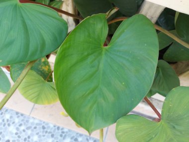 Philodendron Rugosum Yaprağı. Araceae familyasından bir bitki türü. Ekvador 'a özgü bir şey. Bu doğal habitat subtropikal veya tropikal nemli ormanlardır..