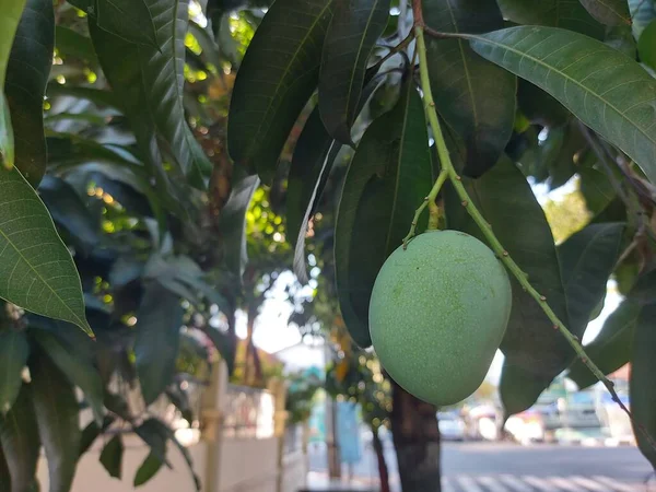 Fruits Non Mûrs Mangue Mangifera Indica Accroché Branche Agit Espèces — Photo