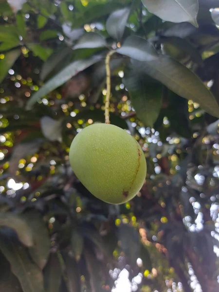 Άγουρο Φρούτο Μάνγκο Mangifera Indica Κρέμονται Στο Κλαδί Είναι Μια — Φωτογραφία Αρχείου