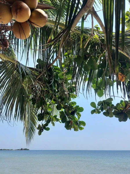Seelandschaft Mit Kokosnussfrüchten Kokosblättern Und Terminalia Catappa Blättern Mit Blauem — Stockfoto