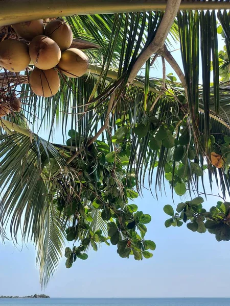 Seelandschaft Mit Kokosnussfrüchten Kokosblättern Und Terminalia Catappa Blättern Mit Blauem — Stockfoto