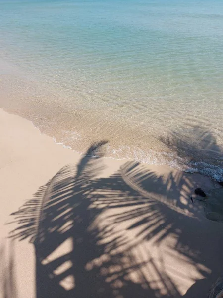 Ombra Foglia Cocco Con Spiaggia Sfondo Marino Tono Brillante Silenzio — Foto Stock