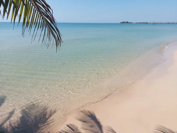 Foglia Cocco Con Spiaggia Sfondo Marino Tono Brillante Silenzio Nessun — Foto Stock