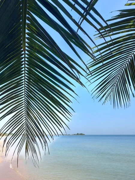 Coconut tree leaf with beach and seascape background in bright tone. Quiet. No body. Calm. Paradise. Holiday and summer vibe. Isolated background. Copy space. Beautiful scenic. White sand. Blue sky.