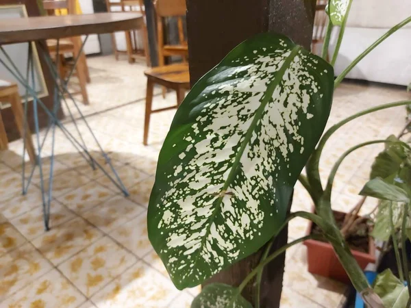 Листья Dieffenbachia Seguine Dumbcane Tuftroot Вид Диффенбахии — стоковое фото