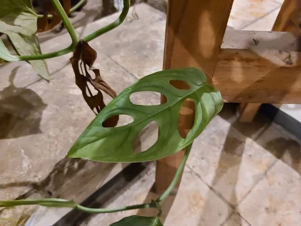 Leaf Monstera Adansonii Theadanson Monstera Orswiss Cheese Plant Orfive Holes — 스톡 사진