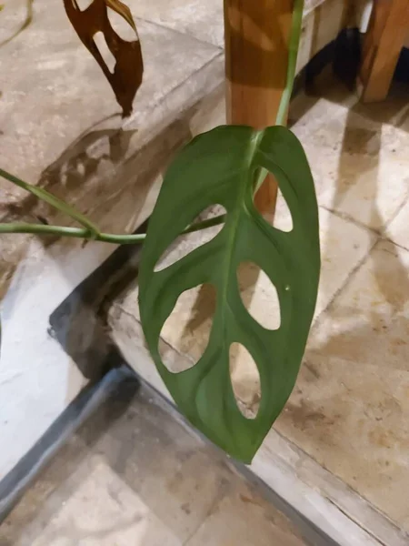 Leaf Monstera Adansonii Theadanson Monstera Orswiss Cheese Plant Orfive Holes — ストック写真