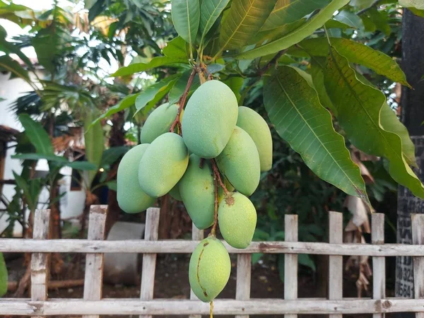 マンゴーやマンギフェラ インディカの熟していない果実 枝にぶら下がって 園芸種で プランチン科のアナカルディア科です 緑と新鮮な食用果物 — ストック写真