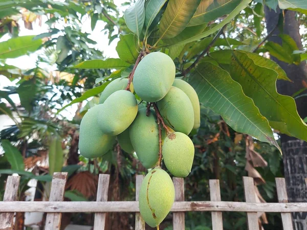 Fruits Non Mûrs Mangue Mangifera Indica Accroché Branche Agit Espèces — Photo