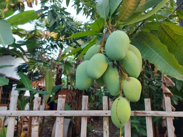 Acerbo Frutto Mango Mangifera Indica Appeso Ramo Una Specie Impianto — Foto Stock