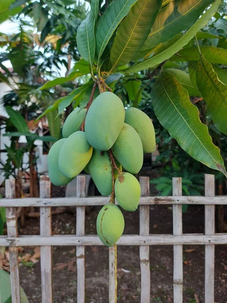 Olgunlaşmamış Mango Meyvesi Mangifera Indica Dala Asılıydı Anacardiaceae Familyasının Bitkilerini — Stok fotoğraf