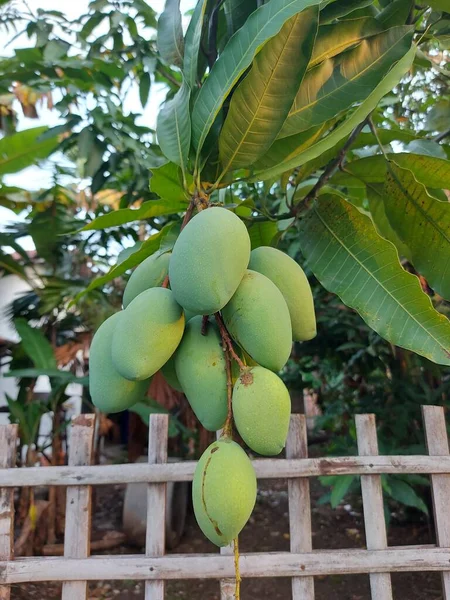 マンゴーやマンギフェラ インディカの熟していない果実 枝にぶら下がって 園芸種で プランチン科のアナカルディア科です 緑と新鮮な食用果物 — ストック写真