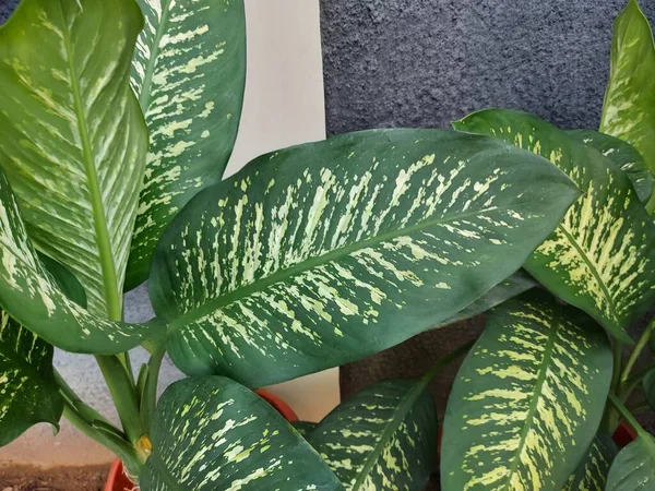 Листья Dieffenbachia Seguine Dumbcane Tuftroot Вид Диффенбахии — стоковое фото