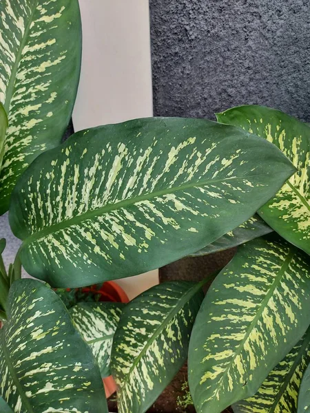 Leaf Dieffenbachia Seguine Dumbcane Tuftroot Dieffenbachia 종이다 — 스톡 사진