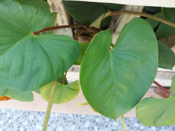 Лист Philodendron Rugosum Вид Плантина Семейства Araceae Эндемик Эквадора Натуральные — стоковое фото