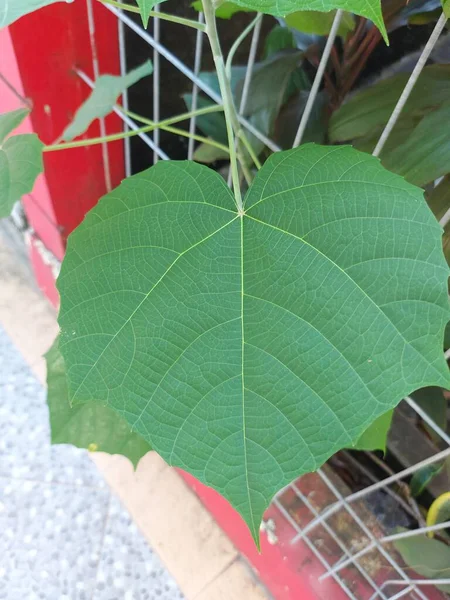 Leaf of Paulownia tomentosa, or princess tree orempress tree orfoxglove tree. itis adeciduoushardwoodtree in thefamilyPaulowniaceae. native to central and western China.