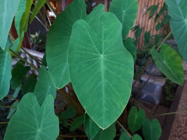 Colocasia esculenta yaprağı. Bu tropikal bitki en çok yenileyen bitkileri için yetiştirilir. Astaro bitkisi olarak bilinir..