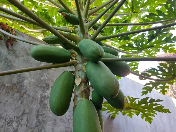 Unripe Papayas Branch Growing Health Green Fresh — ストック写真