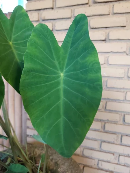 Leaf Colocasia Esculenta Itis Tropical Plant Grown Primarily Its Ediblecorms — Stok fotoğraf