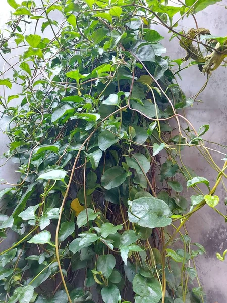 Рослина Anredera Cordifolia Або Themadeira Vineormignonette Vine Або Daun Binahong — стокове фото