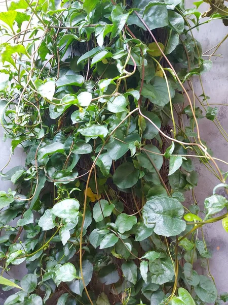 Рослина Anredera Cordifolia Або Themadeira Vineormignonette Vine Або Daun Binahong — стокове фото