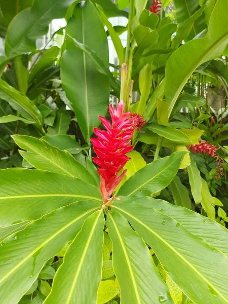 Bloem Van Alpinia Purpurata Orred Gember Struisvogel Pluim Roze Kegel — Stockfoto