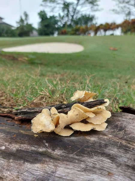 Pleurotus Ostreatus Theoyster Mushroom Oyster Fungus Orhiratake Common Edible Mushroom — Zdjęcie stockowe