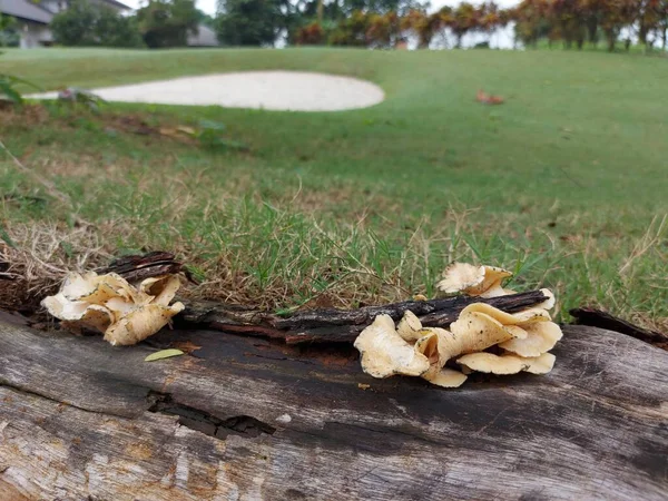 Pleurotus Ostreatus Theoyster Mushroom Oyster Fungus Orhiratake Common Edible Mushroom — Zdjęcie stockowe