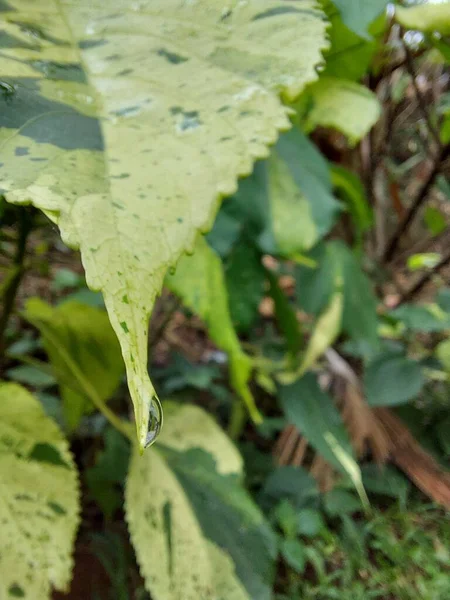 Leaf Acalyphaor Copperleafandthree Seeded Mercury Agenusofflowering Plantsin Thefamilyeuphorbiaceae — Φωτογραφία Αρχείου