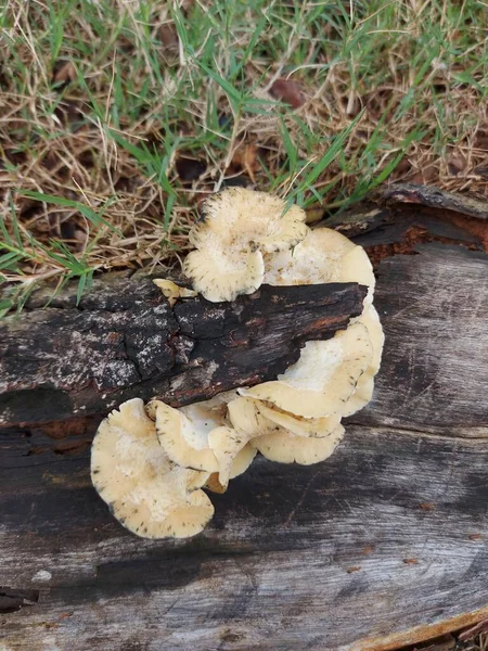 Pleurotus Ostreatus Theoyster Mushroom Oyster Fungus Orhiratake Common Edible Mushroom — Zdjęcie stockowe
